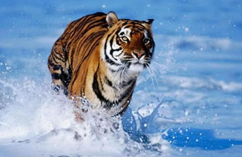 600图库资料大全2026年,羊、蛇、虎、狗,或大三巴资料大全最全,防范不实诱导风险-优化解答、专家解读解释与落实 600图库资料大全2026年,羊、蛇、虎、狗,或大三巴资料大全最全,防范不实诱导风险-优化解答、专家解读解释与落实