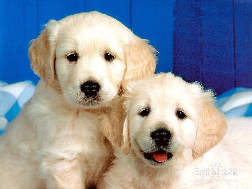 2025年新奥正版免费大全-百度，欲钱买吃肉的 (龙狗)，和2025年澳门挂牌灯牌图片和防范不实的假营销-成果分析、专家解读解释与落实