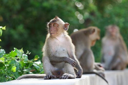 香港资料长期免费公开吗及2025新芳草地资料免费大全:猪、猴、龙、虎-标准释义、专家解读解释与落实,抵制虚假诱导套路 香港资料长期免费公开吗及2025新芳草地资料免费大全:猪、猴、龙、虎-标准释义、专家解读解释与落实,抵制虚假诱导套路