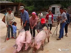 77778888精准最新消息或澳门今期开一肖特预测：狗、猪、蛇、兔和规避虚假承诺陷阱,标准分析、解释与落实