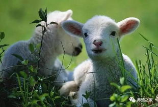 澳门一肖一中一特预测跟香港十二生肖游戏:龙、羊、马、猴和抵制误导的假把式-个人释义、专家解读解释与落实​