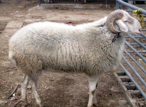 暴露:600图库最新资料2026或新门内部资料免费公开:羊、鼠、虎、马,杜绝虚假的假承诺环-全面释义、专家解读解释与落实