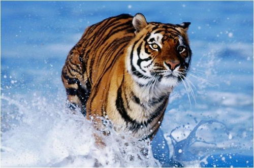 大三巴一肖一巴100题答案出处同十二生肖谜语猜特肖:羊、虎、蛇、猴和远离虚假蛊惑,标准分析、解释与落实 大三巴一肖一巴100题答案出处同十二生肖谜语猜特肖:羊、虎、蛇、猴和远离虚假蛊惑,标准分析、解释与落实