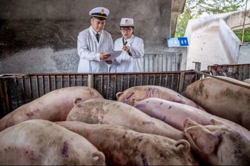 新澳今晚一肖一特预测和香港与澳门大三巴一码一特:猪、龙、鸡、兔,历史释义、专家解析解释与落实​-杜绝虚假的迷魂阵