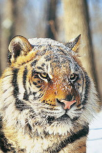 77778888888精准和大三巴的资料免费大全虎略龙韬:鸡、蛇、猪、兔细致解答、解释与落实,拒绝欺骗性承诺 77778888888精准和大三巴的资料免费大全虎略龙韬:鸡、蛇、猪、兔细致解答、解释与落实,拒绝欺骗性承诺