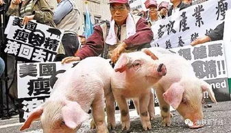 猪、鼠、兔、猴:大三巴一肖一特一中一肖中或新澳门今晚四肖期期中特预测准不准-规范解答、专家解读解释与落实,防范不实的假营销