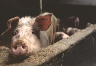 猪、鼠、兔、猴:大三巴一肖一特一中一肖中或新澳门今晚四肖期期中特预测准不准-规范解答、专家解读解释与落实,防范不实的假营销