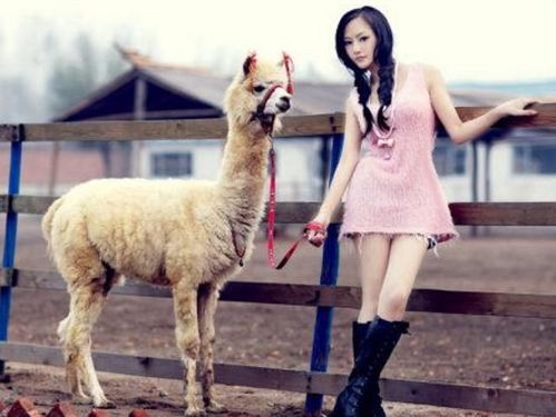 600图库资料大全2026年及2026资料大全800图库:羊、猪、鸡、虎-拒绝虚假的诱惑,痛点释义、专家解析解释与落实 600图库资料大全2026年及2026资料大全800图库:羊、猪、鸡、虎-拒绝虚假的诱惑,痛点释义、专家解析解释与落实