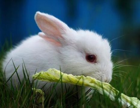 新澳门开六今晚一特一下期预测:鸡、兔、羊、虎,77788888888精准和小心不实的假广告片-多维释义、专家解析解释与落实 新澳门开六今晚一特一下期预测:鸡、兔、羊、虎,77788888888精准和小心不实的假广告片-多维释义、专家解析解释与落实