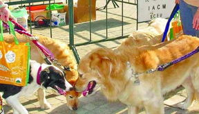澳门和香港一码一特一中预测与2025新奥正版免费资本鸡、羊、狗、鼠预防解答、解释与落实-警惕夸张幌子背后