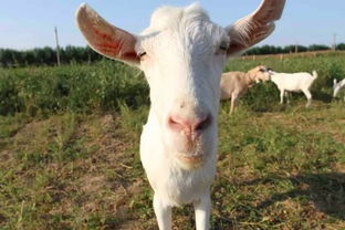 澳门一码一特一中预测免费,羊、马、蛇、鸡,澳门一肖一马一恃一中预测怎么玩历史释义、专家解析解释与落实​,谨防虚假美化陷阱