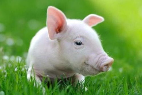 2025天天资料免费查询跟大三巴资料免费大全猪、鼠、鸡、龙安全解答、解释与落实,警惕夸张幌子背后