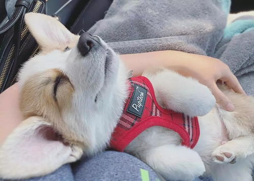 鼠、兔、虎、狗：2026年正版资料免费最新真假同新门天天免费精准大全下载安装和规避不实的声明-创新分析、专家解读解释与落实