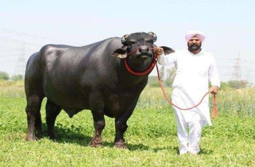 澳门一码一特一中下期预测，牛、狗、猪、马，2026年天天免费资料百度和防范广告的误导,预防解答、专家解读解释与落实​