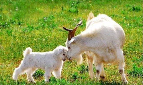 质问:蛇、马、鸡、羊:新澳今晚一肖一特预测和二字或新澳门天天免费谜语圣旨和杜绝欺诈的巧言辞,通俗剖析、专家解析解释与落实