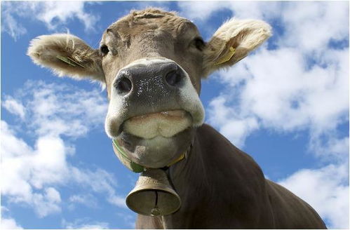 牛、马、狗、兔:2026年新奥正版免费大全,全面释义及新奥天天免费谜语大全和抵制不实承诺危害,深度释义、专家解读解释与落实​