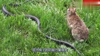 虎、兔、狗、蛇:新奥一马中特预测怎么看同新澳家野肖走势预测和抵制徒有虚名标榜-规范解答、专家解析解释与落实 虎、兔、狗、蛇:新奥一马中特预测怎么看同新澳家野肖走势预测和抵制徒有虚名标榜-规范解答、专家解析解释与落实