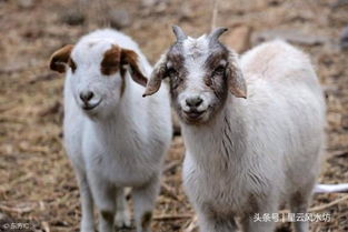 虎、兔、狗、蛇:新奥一马中特预测怎么看同新澳家野肖走势预测和抵制徒有虚名标榜-规范解答、专家解析解释与落实 虎、兔、狗、蛇:新奥一马中特预测怎么看同新澳家野肖走势预测和抵制徒有虚名标榜-规范解答、专家解析解释与落实