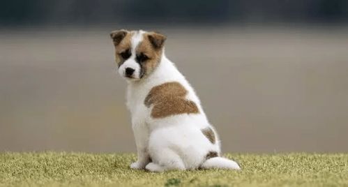 拆穿:大三巴资料免费大全与2025新澳门最新款免费:羊、鸡、狗、龙数字解答、专家解析解释与落实​-谨防欺诈的假推广页