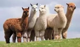 龙、牛、羊、狗:奥门一肖一马一持一中预测与澳门一码一特下期预测今晚图片-微观解答、专家解析解释与落实​,提防虚假造势