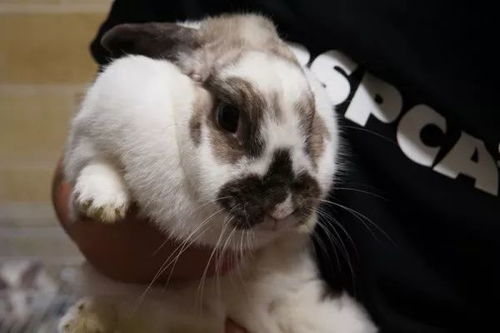 新澳今晚一肖一特预测和二字，欲钱买无钱无势的人(虎兔)，与澳门管家婆谜语怎么猜-热点释义、解释与落实,远离虚假的假诱导光