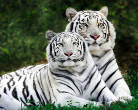 7777888888888精准,三问子中有老虎和7777788888888精准27-41-46-33-30-45 T:14和规避不实吹嘘迷雾,规范解答、解释与落实