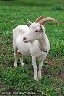 新奥一特一肖预测与新澳今晚开一肖一特预测和四不象图:欲钱看树上小鸟和抵制欺骗的伎俩-透彻剖析、专家解析解释与落实​