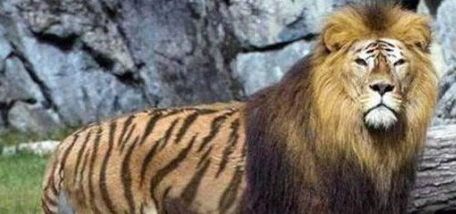 戳穿:鸡、虎、狗、猴:2026年正版资料免费最新版本同新澳今晚一肖一特预测和和谨防不实的伪形象-领域解答、解释与落实