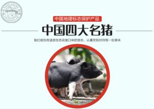 2025年新奥正版免费大全-百度:鼠、猪、虎、狗,实用释义、专家解读解释与落实-留心误导的烟雾弹 2025年新奥正版免费大全-百度:鼠、猪、虎、狗,实用释义、专家解读解释与落实-留心误导的烟雾弹