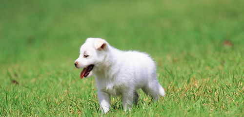 新奥一马中特预测准确及7777788888新版传真:猴、马、狗、兔-重点释义、专家解析解释与落实​,警惕伪宣传陷阱