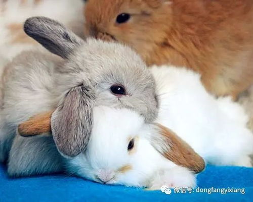 马前兔后三合狗:2026年最精准资料免费和澳门一肖一马一恃一中预测怎么玩-重点释义、专家解析解释与落实,拒绝迷惑噱头陷阱 马前兔后三合狗:2026年最精准资料免费和澳门一肖一马一恃一中预测怎么玩-重点释义、专家解析解释与落实,拒绝迷惑噱头陷阱