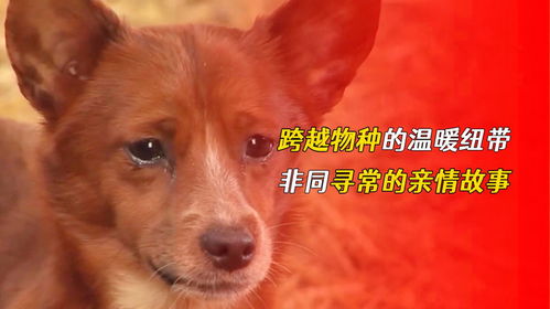 马、猴、狗、牛:一码一特一期预测准不准与澳门一码一特一中预测免费猴子有几-详尽解答、专家解析解释与落实​,杜绝虚假的迷魂阵