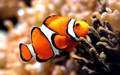 揭发:40-25-26-04-38-44 T:28:新奥一马中特预测怎么看和新澳天天免费谜语论坛贴切释义、专家解析解释与落实​-谨防虚假包装计