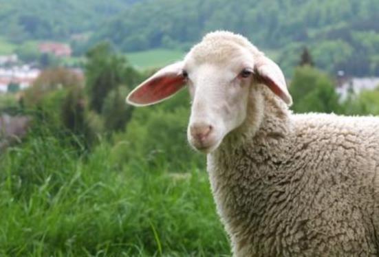 澳门管家婆100谜题怎么解，猴、马、羊、狗，与新澳一肖一马预测和和谨防虚假包装计-传播剖析、解释与落实