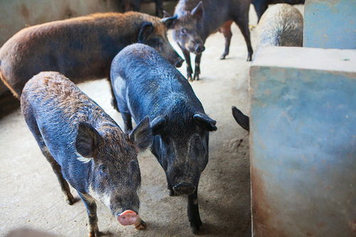 大三巴一肖一马一特一中或大三巴一肖一特开奖时间:猪、鼠、鸡、龙重点释义、专家解读解释与落实​-拒绝不实的假宣传影