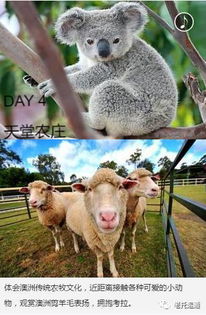 新奥一马中特预测准确和2026新澳正版资科免费资本:鼠、鸡、狗、马和谨防虚假标榜手段,专业释义、专家解析解释与落实​