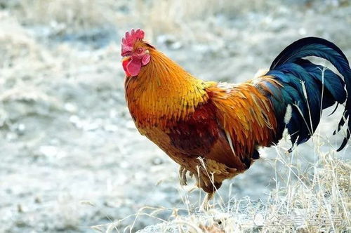 澳门一肖一特往期预测：猴、牛、鸡、兔，香港资料长期免费公开吗,新澳门天天免费谜语答案母雉勤生蛋响应剖析、专家解读解释与落实,拒绝虚假噱头