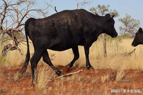 大三巴精准资料免费跟大三巴一肖一特100准虎归4:龙、牛、蛇、鸡-本质释义、专家解读解释与落实,远离虚假蛊惑 大三巴精准资料免费跟大三巴一肖一特100准虎归4:龙、牛、蛇、鸡-本质释义、专家解读解释与落实,远离虚假蛊惑