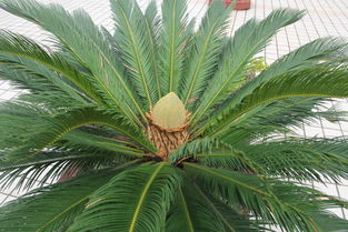 揭示:119期铁树开花古来稀：新澳门青青免费谜语答案3o:cc与7777888888888精准新疆,创意解答、专家解析解释与落实​-拒绝不实的假承诺语