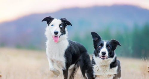 新澳今晚一肖一特预测和网易与一特一码下一期预测:狗、猴、蛇、虎,警惕误导宣传-效能解读、专家解析解释与落实