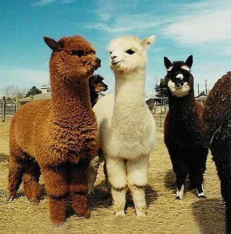 虎、狗、马、羊:2026年最精准资料免费和澳门一肖一马一恃一中预测怎么玩巩固解答、解释与落实,留心伪假宣传危害