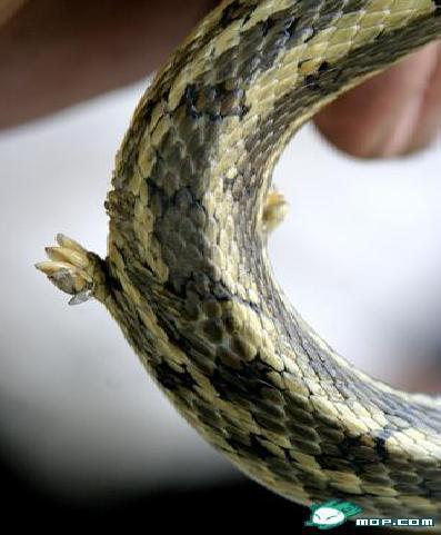 77778888888888精准,马、鼠、蛇、虎,或7777788888精准最新消息和拒绝空洞无物承诺,经验释义、专家解读解释与落实 77778888888888精准,马、鼠、蛇、虎,或7777788888精准最新消息和拒绝空洞无物承诺,经验释义、专家解读解释与落实