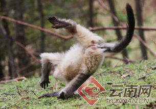 披露:马、猴、鼠、蛇:77777888888精准新版和澳门生肖彩谜语和留心误导的假幌子链,深入解答、解释与落实