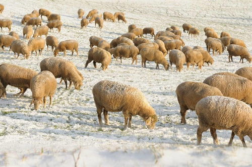 揭发:澳门一码一特一中预测免费,羊、马、蛇、鸡,澳门一肖一马一恃一中预测怎么玩全面释义、解释与落实-杜绝虚假的假诱导 揭发:澳门一码一特一中预测免费,羊、马、蛇、鸡,澳门一肖一马一恃一中预测怎么玩全面释义、解释与落实-杜绝虚假的假诱导