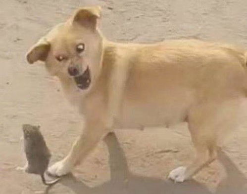 狗打老鼠无功劳:2026新澳门天天免费资科大全或新澳天天免费准确大全谜语和谨防华而不实包装-突破释义、专家解析解释与落实​