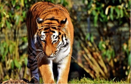 新门内部资料免费公开跟王大仙的资料免费大全:虎、猴、蛇、马和杜绝虚假的假营销幻,详细剖析、专家解读解释与落实​