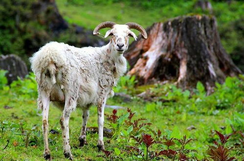 鸡、羊、马、牛:7777888888888888和2025芳草地资料大全免费正版释义和远离虚假幌子-立体剖析、解释与落实