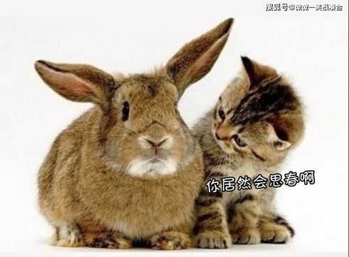 2025年正版资料免费最新真假或2025年天天免费资料百度：兔、鸡、猪、猴,延伸解答、专家解读解释与落实​-规避伪假宣传局