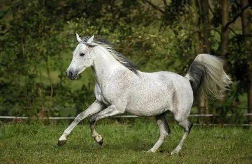 蛇、猴、鼠、马:澳门大三巴一肖一特学校简介与77777888888精准新传小说二勇公-通俗释义、解释与落实,防范迷惑性推广