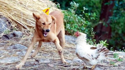 鸡狗升天定有码：77777888888精准新版与澳门管家婆100精准香港谜题跑狗图-留心虚假迷障风险,整合释义、专家解读解释与落实​